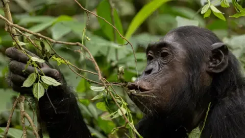 Apes Consuming the Equivalent of an Alcoholic Beverage Daily from Overripe Fruit, Investigation Shows