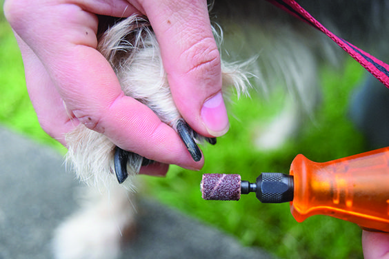 Overgrown How to Cut Dog Nails